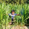 ইন্দোনেশিয়ান স্মার্ট নেপিয়ার ঘাস
