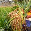 ইন্দোনেশিয়ান স্মার্ট নেপিয়ার ঘাস